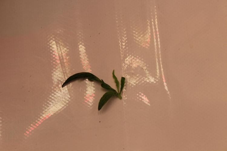 Eternity Grow Cup 2026 - Sticky 🥦. Week 3 - Day 18 for #2: The damaged leaf