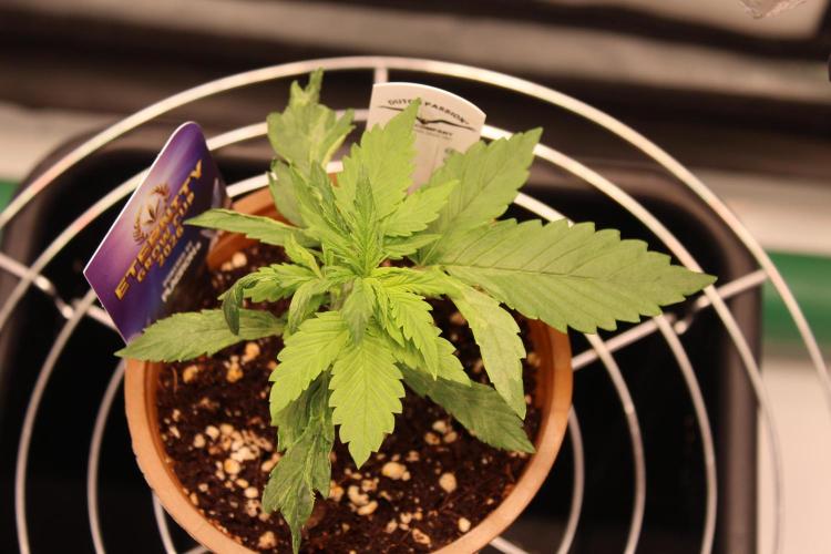 Eternity Grow Cup 2026 - Sticky 🥦. Week 3 - Day 18 for #2