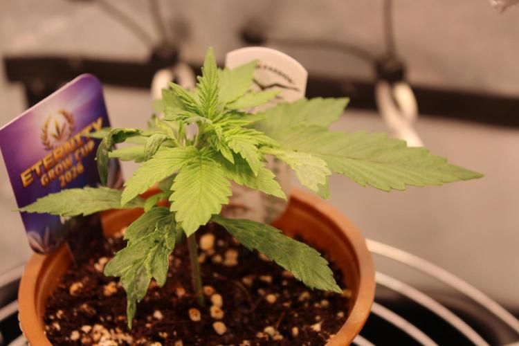 Eternity Grow Cup 2026 - Sticky 🥦. Week 3 - Day 18 for #2