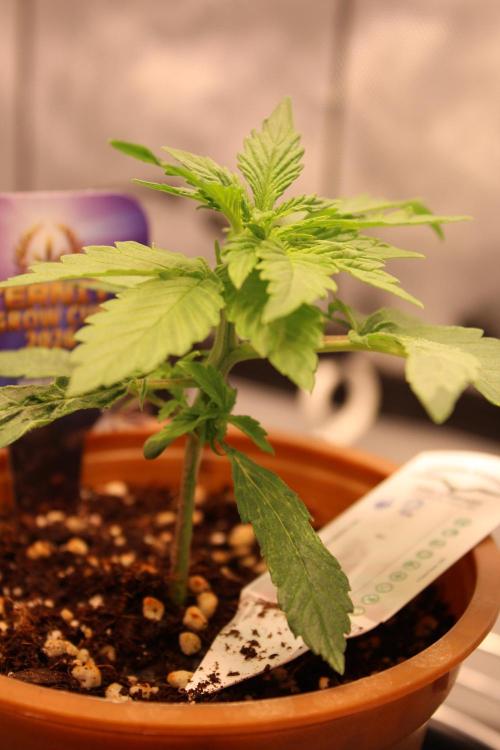 Eternity Grow Cup 2026 - Sticky 🥦. Week 3 - Day 19 for #2