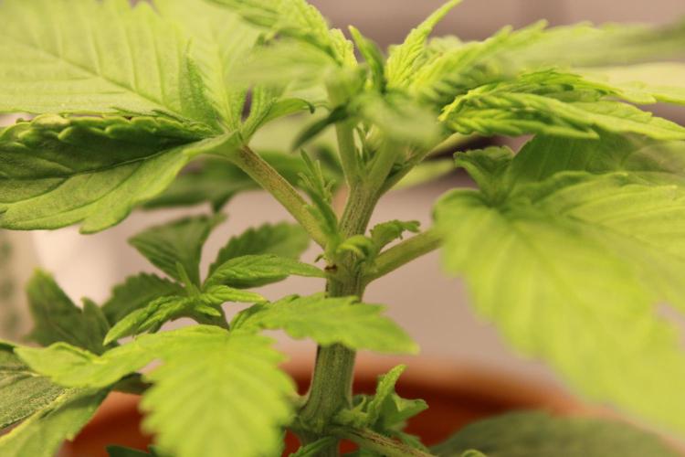 Eternity Grow Cup 2026 - Sticky 🥦. Week 3 - Day 19 for #2: Three branches at one node.