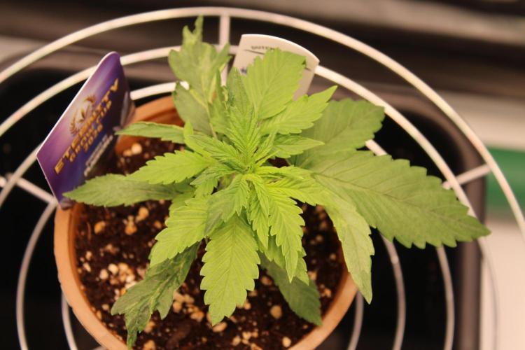 Eternity Grow Cup 2026 - Sticky 🥦. Week 3 - Day 19 for #2