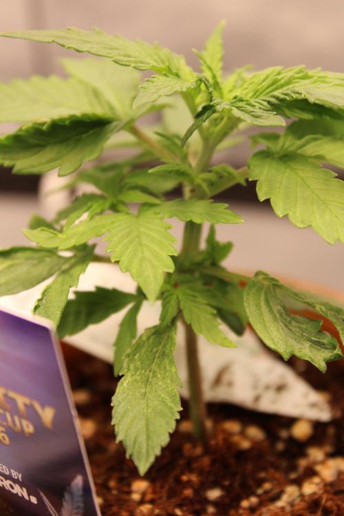 Eternity Grow Cup 2026 - Sticky 🥦. Week 3 - Day 20 for #2: 3 branches starting to develop