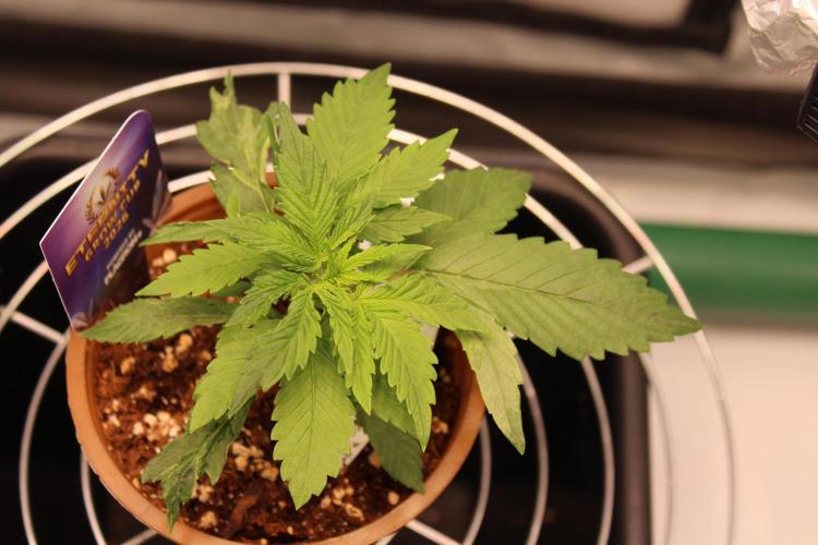 Eternity Grow Cup 2026 - Sticky 🥦. Week 3 - Day 20 for #2: Three leafs at the top