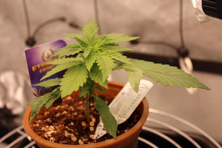 Eternity Grow Cup 2026 - Sticky 🥦. Week 3 - Day 20 for #2