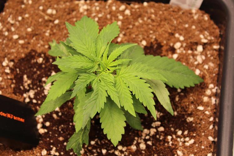 Eternity Grow Cup 2026 - Sticky 🥦. Week 3 - Day 21 for #2