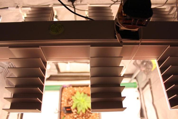 Eternity Grow Cup 2026 - Sticky 🥦. Week 4 - Day 22 for #2