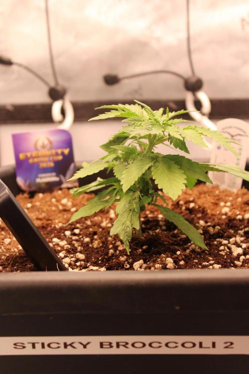 Eternity Grow Cup 2026 - Sticky 🥦. Week 4 - Day 22 for #2