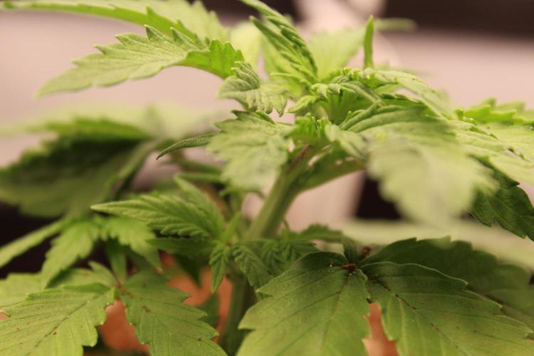 Eternity Grow Cup 2026 - Sticky 🥦. Week 4 - Day 22 for #2