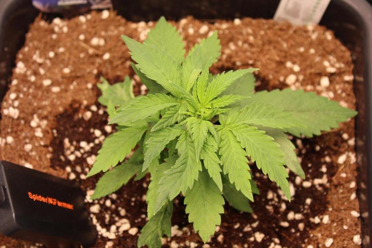 Eternity Grow Cup 2026 - Sticky 🥦. Week 4 - Day 22 for #2