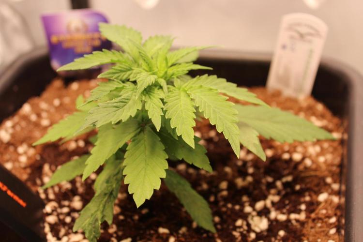 Eternity Grow Cup 2026 - Sticky 🥦. Week 4 - Day 22 for #2