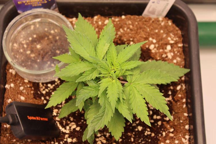 Eternity Grow Cup 2026 - Sticky 🥦. Week 4 - Day 23 for #2