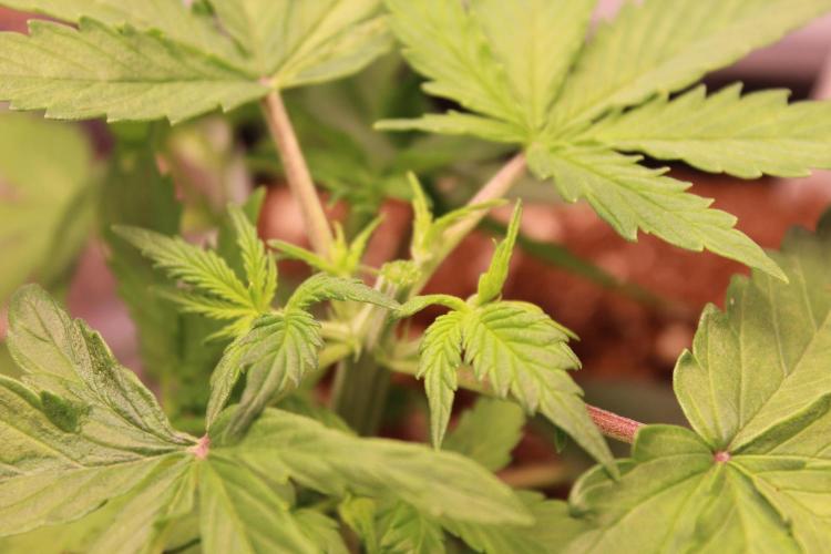 Eternity Grow Cup 2026 - Sticky 🥦. Week 4 - Day 25 for #2: after topping