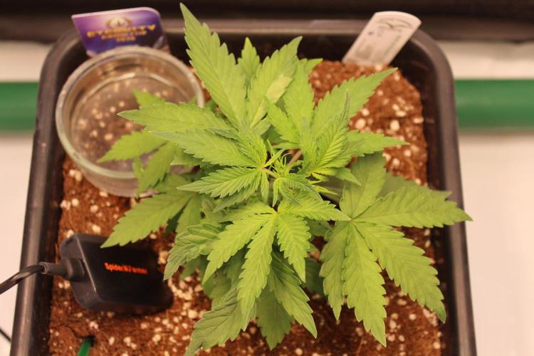 Eternity Grow Cup 2026 - Sticky 🥦. Week 4 - Day 25 for #2: before topping