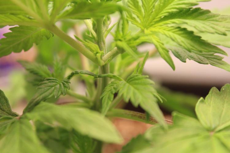 Eternity Grow Cup 2026 - Sticky 🥦. Week 4 - Day 25 for #2: There I noticed the 4 branches