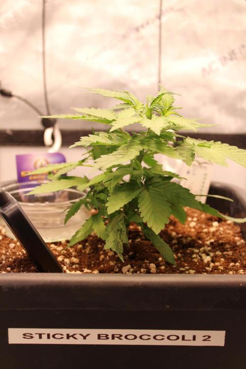 Eternity Grow Cup 2026 - Sticky 🥦. Week 4 - Day 25 for #2