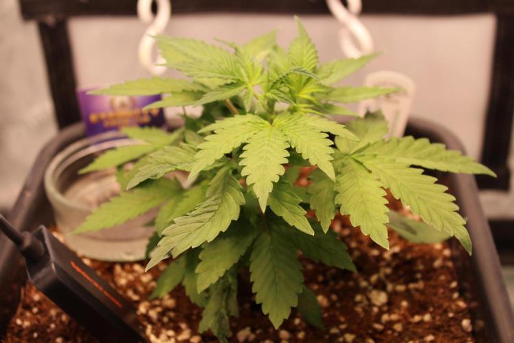 Eternity Grow Cup 2026 - Sticky 🥦. Week 4 - Day 25 for #2