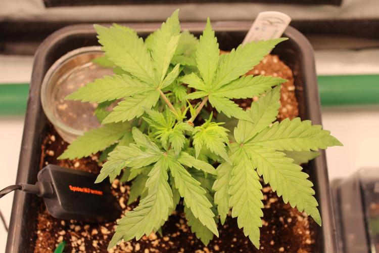 Eternity Grow Cup 2026 - Sticky 🥦. Week 4 - Day 26 for #2