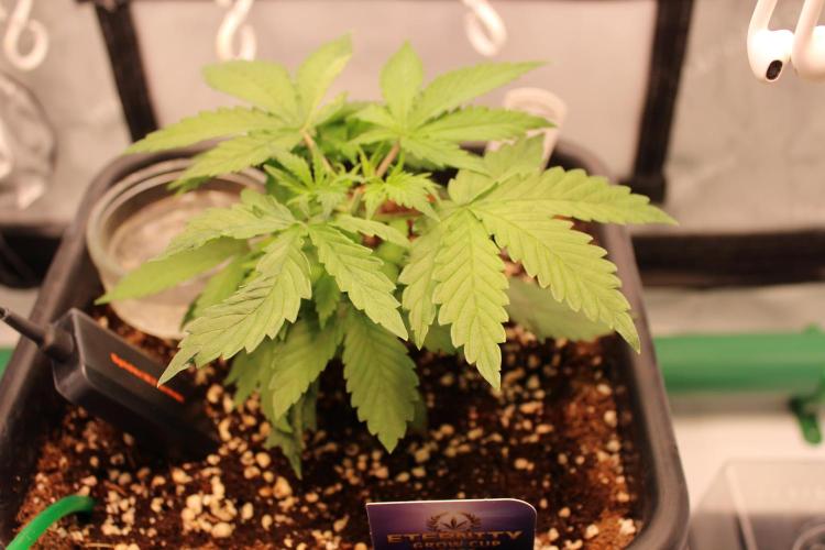 Eternity Grow Cup 2026 - Sticky 🥦. Week 4 - Day 26 for #2