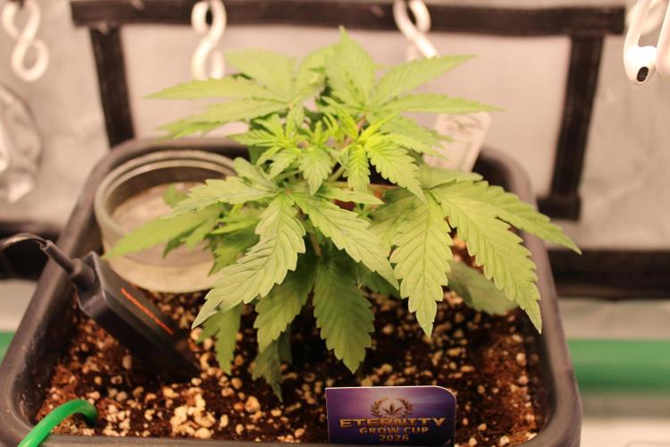 Eternity Grow Cup 2026 - Sticky 🥦. Week 4 - Day 27 for #2