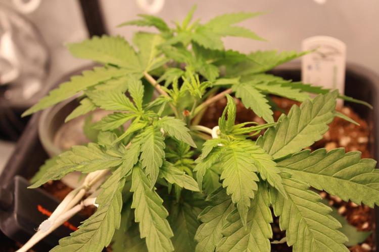 Eternity Grow Cup 2026 - Sticky 🥦. Week 4 - Day 27 for #2: with LST applied