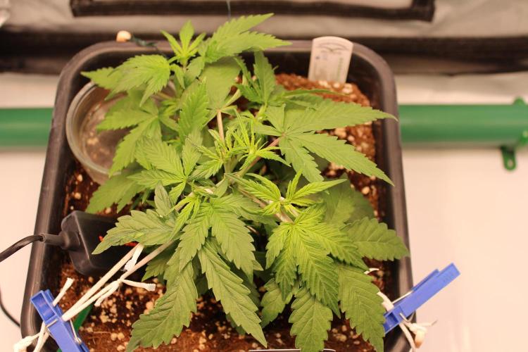 Eternity Grow Cup 2026 - Sticky 🥦. Week 4 - Day 28 for #2