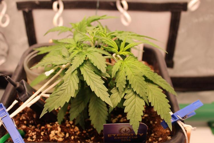 Eternity Grow Cup 2026 - Sticky 🥦. Week 4 - Day 28 for #2