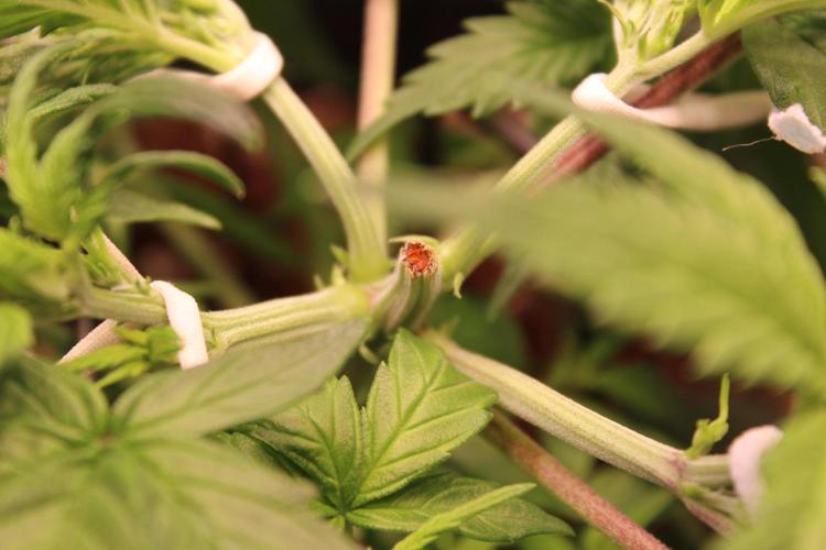 Eternity Grow Cup 2026 - Sticky 🥦. Week 5 - Day 29 for #2: the "star"