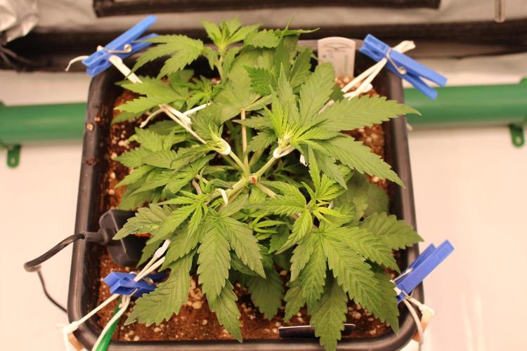 Eternity Grow Cup 2026 - Sticky 🥦. Week 5 - Day 29 for #2