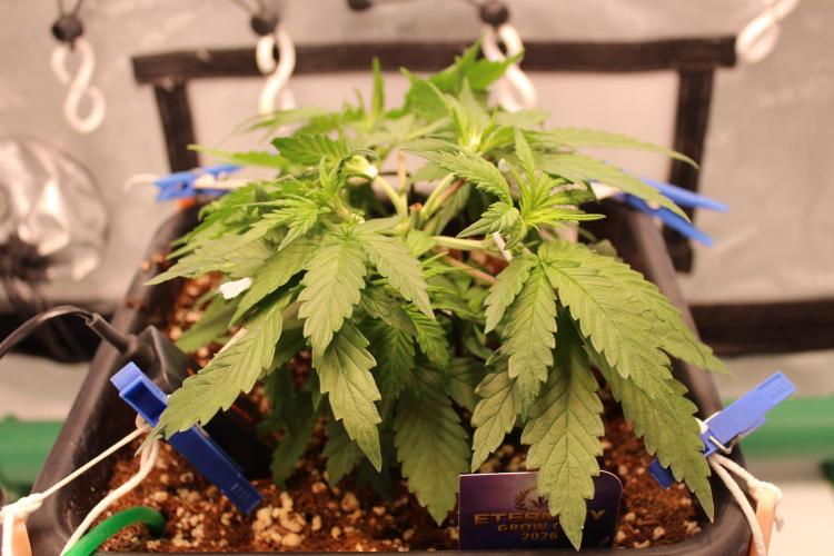 Eternity Grow Cup 2026 - Sticky 🥦. Week 5 - Day 29 for #2