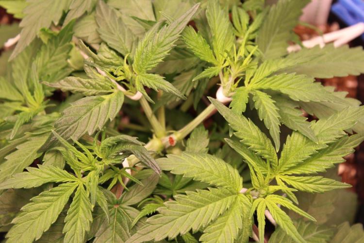 Eternity Grow Cup 2026 - Sticky 🥦. Week 5 - Day 30 for #2