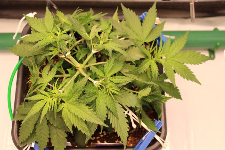 Eternity Grow Cup 2026 - Sticky 🥦. Week 5 - Day 31 for #2: after adjusting LST and leaf tucking