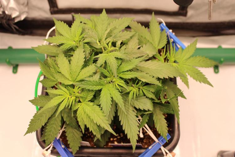 Eternity Grow Cup 2026 - Sticky 🥦. Week 5 - Day 31 for #2