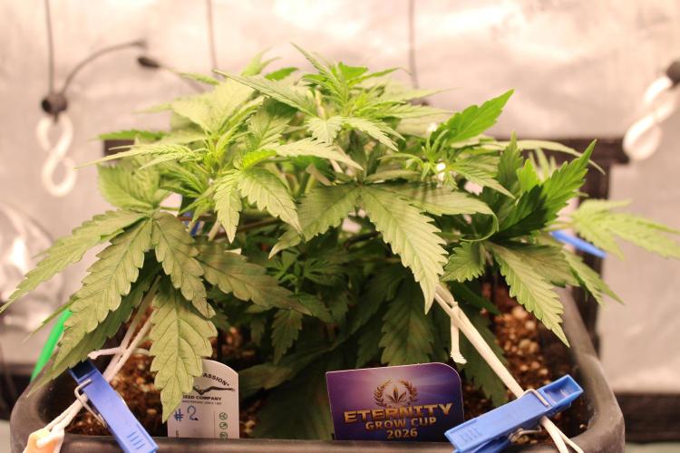 Eternity Grow Cup 2026 - Sticky 🥦. Week 5 - Day 31 for #2