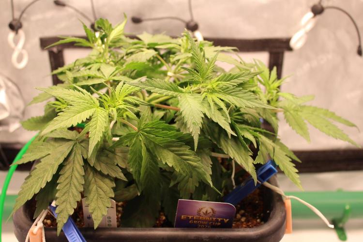 Eternity Grow Cup 2026 - Sticky 🥦. Week 5 - Day 32 for #2