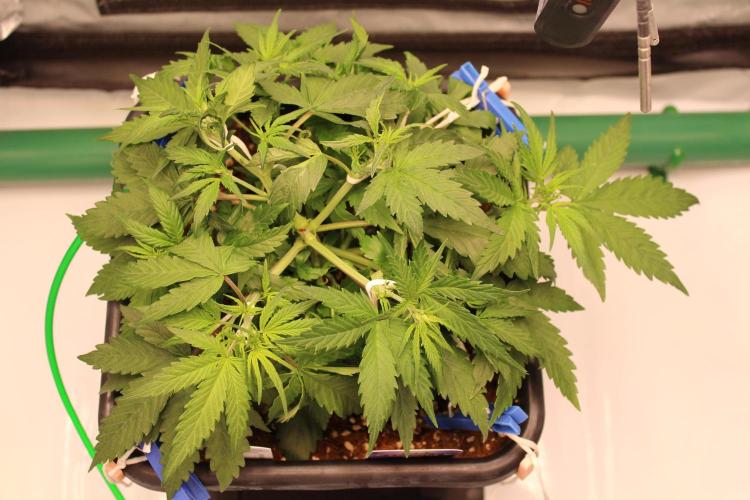 Eternity Grow Cup 2026 - Sticky 🥦. Week 5 - Day 32 for #2