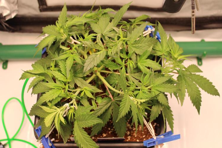 Eternity Grow Cup 2026 - Sticky 🥦. Week 5 - Day 33 for #2: after defoliation