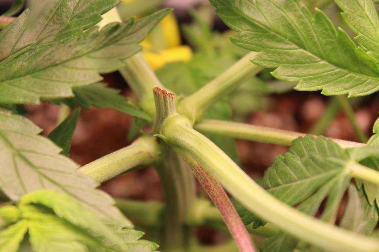 Eternity Grow Cup 2026 - Sticky 🥦. Week 5 - Day 33 for #2