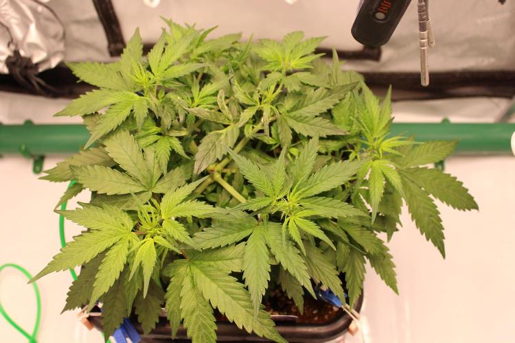 Eternity Grow Cup 2026 - Sticky 🥦. Week 5 - Day 33 for #2: before defoliation