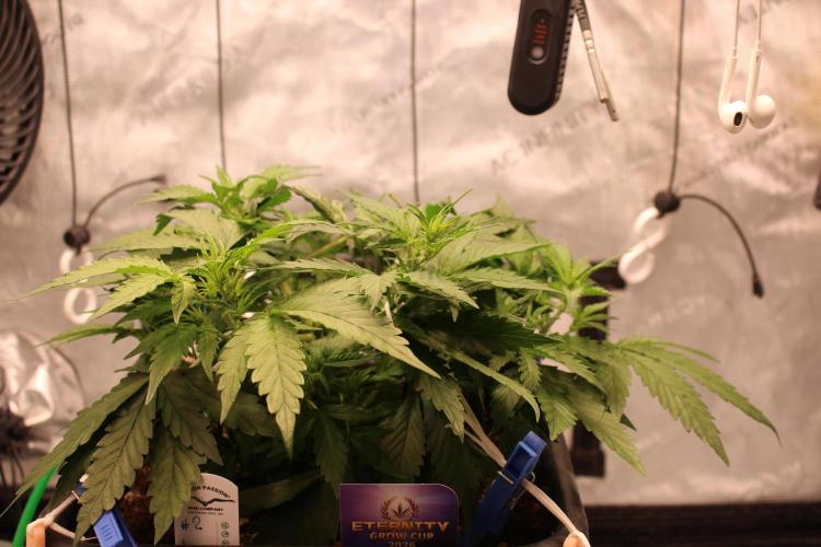 Eternity Grow Cup 2026 - Sticky 🥦. Week 5 - Day 33 for #2