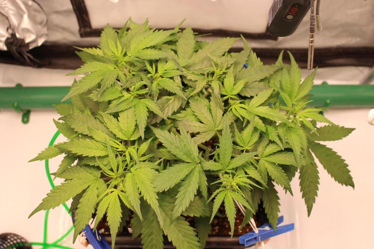 Eternity Grow Cup 2026 - Sticky 🥦. Week 5 - Day 34 for #2