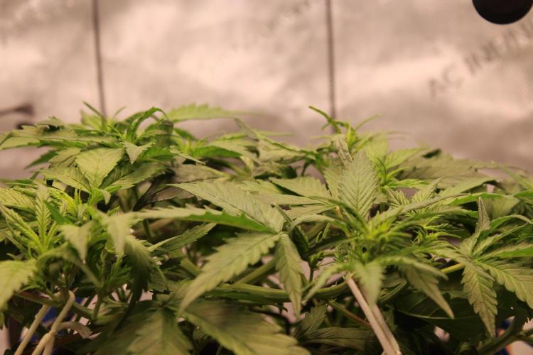 Eternity Grow Cup 2026 - Sticky 🥦. Week 5 - Day 34 for #2: Canopy