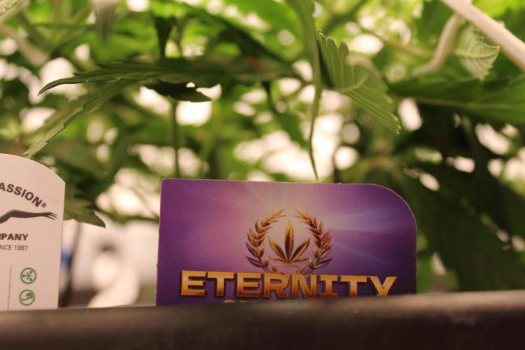 Eternity Grow Cup 2026 - Sticky 🥦. Week 5 - Day 34 for #2