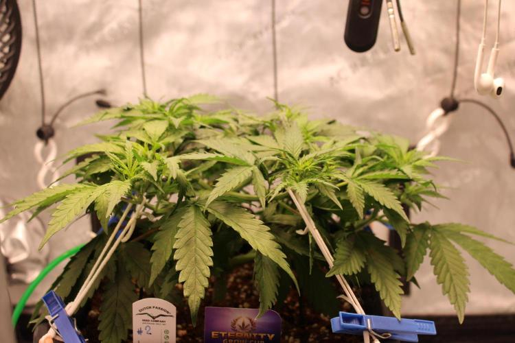 Eternity Grow Cup 2026 - Sticky 🥦. Week 5 - Day 34 for #2