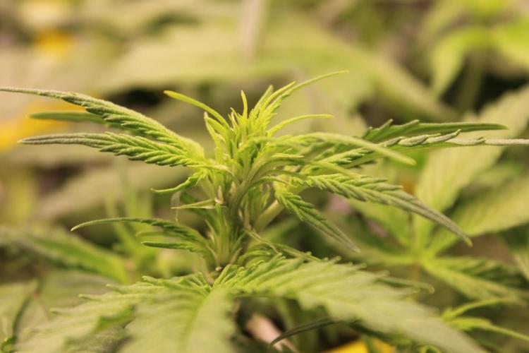 Eternity Grow Cup 2026 - Sticky 🥦. Week 5 - Day 35 for #2: The surprising start of flower