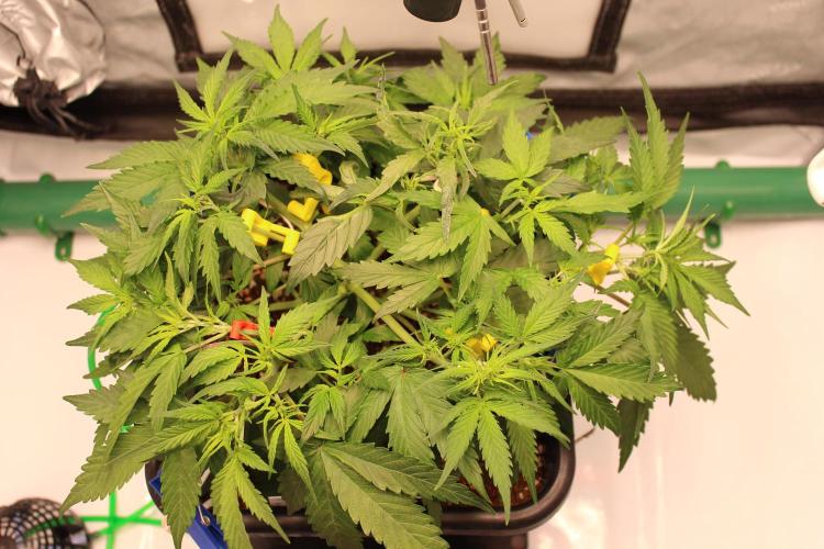 Eternity Grow Cup 2026 - Sticky 🥦. Week 5 - Day 35 for #2: after training