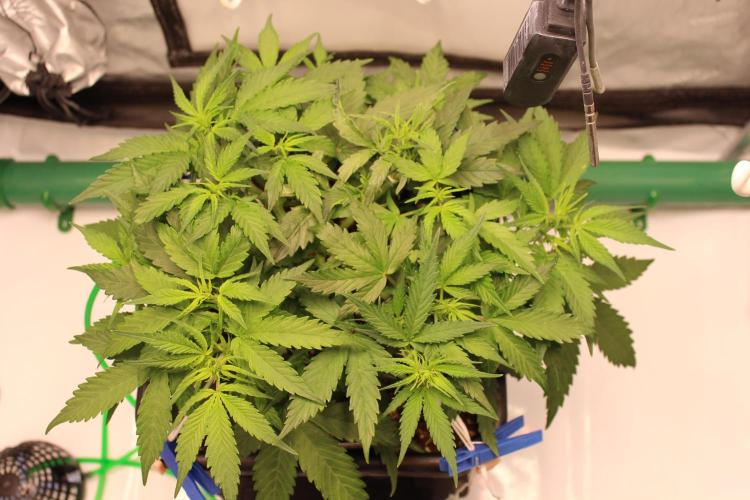 Eternity Grow Cup 2026 - Sticky 🥦. Week 5 - Day 35 for #2: before training