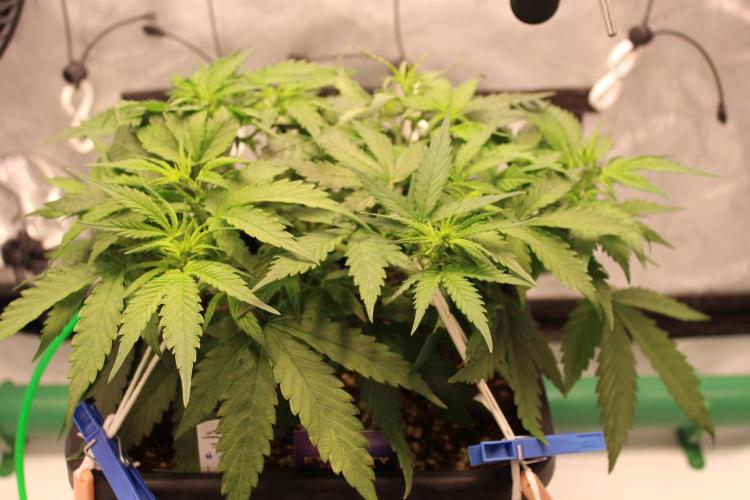 Eternity Grow Cup 2026 - Sticky 🥦. Week 5 - Day 35 for #2