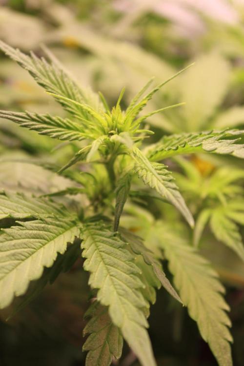 Eternity Grow Cup 2026 - Sticky 🥦. Week 6 - Day 36 for #2