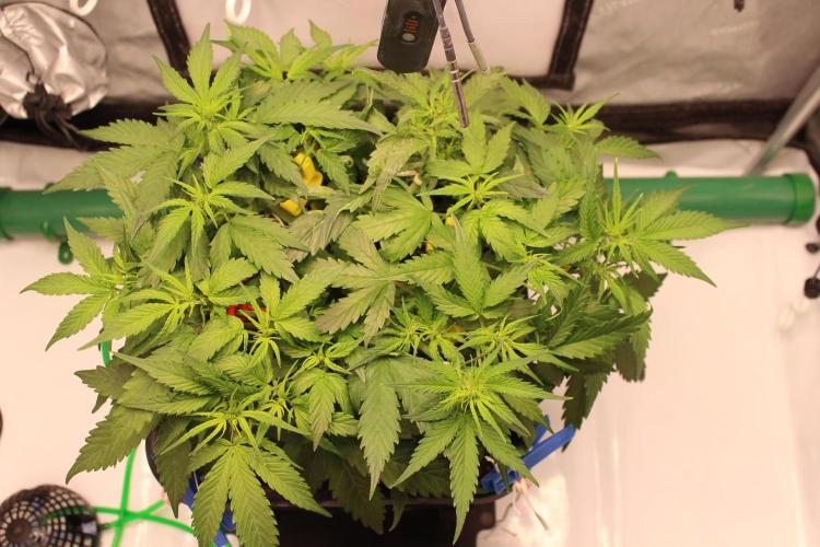 Eternity Grow Cup 2026 - Sticky 🥦. Week 6 - Day 36 for #2